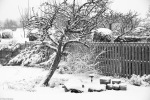 snowy_garden